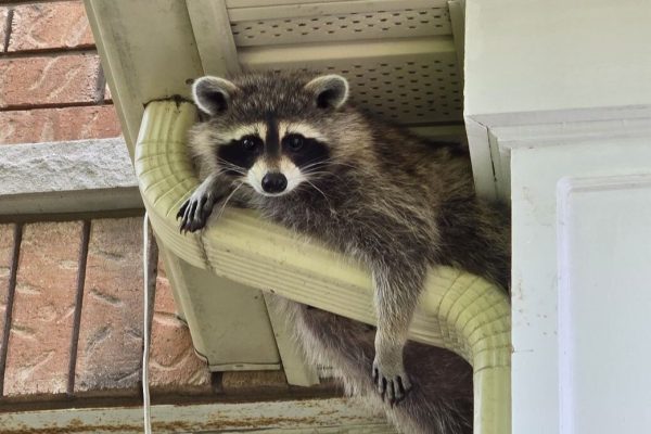 animal-soffit
